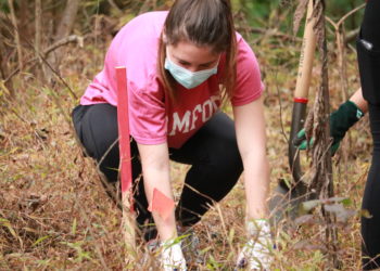 Samford students and faculty volunteer in annual tree planting