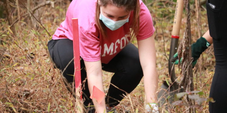 Samford students and faculty volunteer in annual tree planting