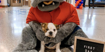 Buxley the Bulldog charms all of campus