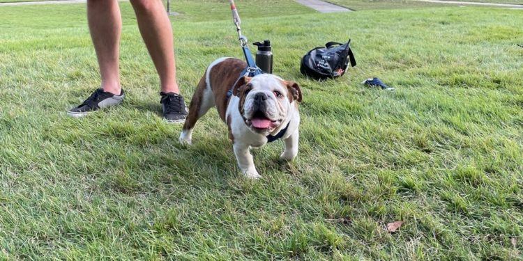 Class of 2024 hosts Canines and Coffee