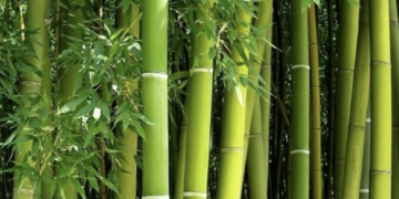 Samford solutions: Eco-terrorism to grow enrollment 