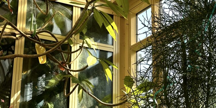 Samford Conservatory may be closed