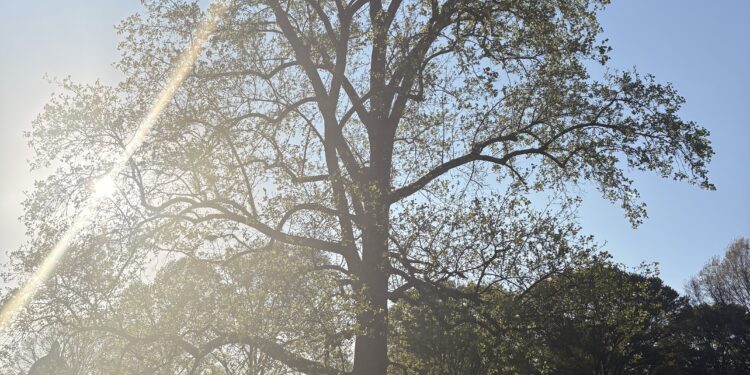 Samford Solutions: Get out of the trees 