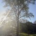 Samford Solutions: Get out of the trees 